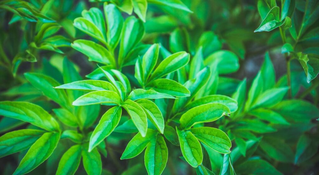 pourquoi ma pivoine ne fleurit pas