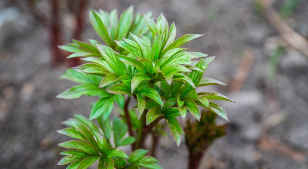 pourquoi ma pivoine ne fleurit pas
