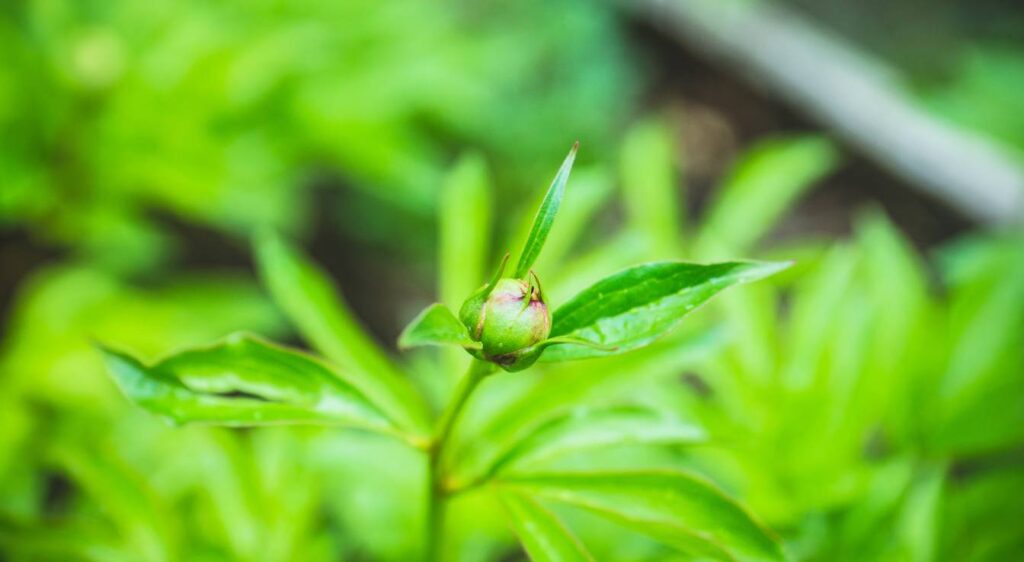 pourquoi ma pivoine ne fleurit pas