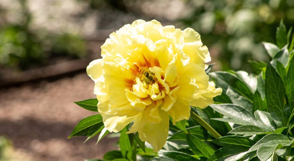 signification de la pivoine