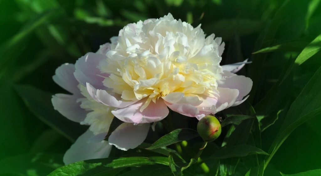 signification de la pivoine