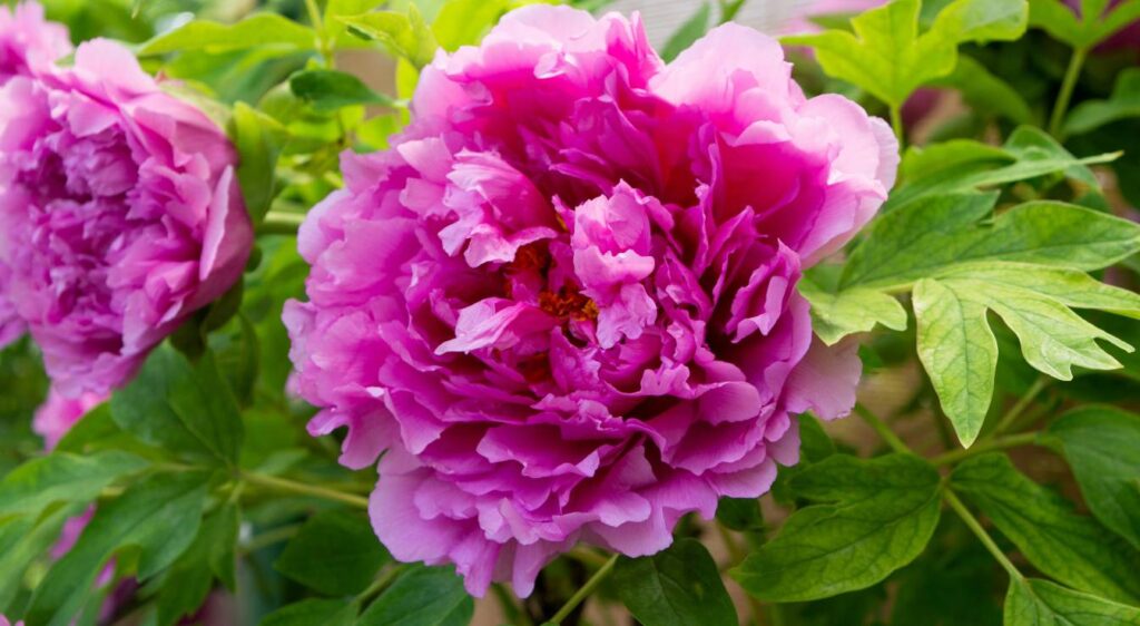 signification de la pivoine